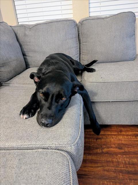adoptable Dog in Las Vegas, NV named TYSON