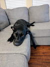 adoptable Dog in Las Vegas, NV named TYSON