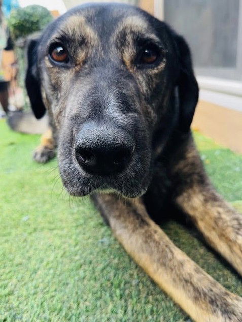 adoptable Dog in Las Vegas, NV named *MEATBALL