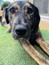adoptable Dog in  named *MEATBALL