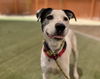 adoptable Dog in Las Vegas, NV named JACK