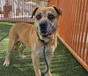 adoptable Dog in  named *SPIKE
