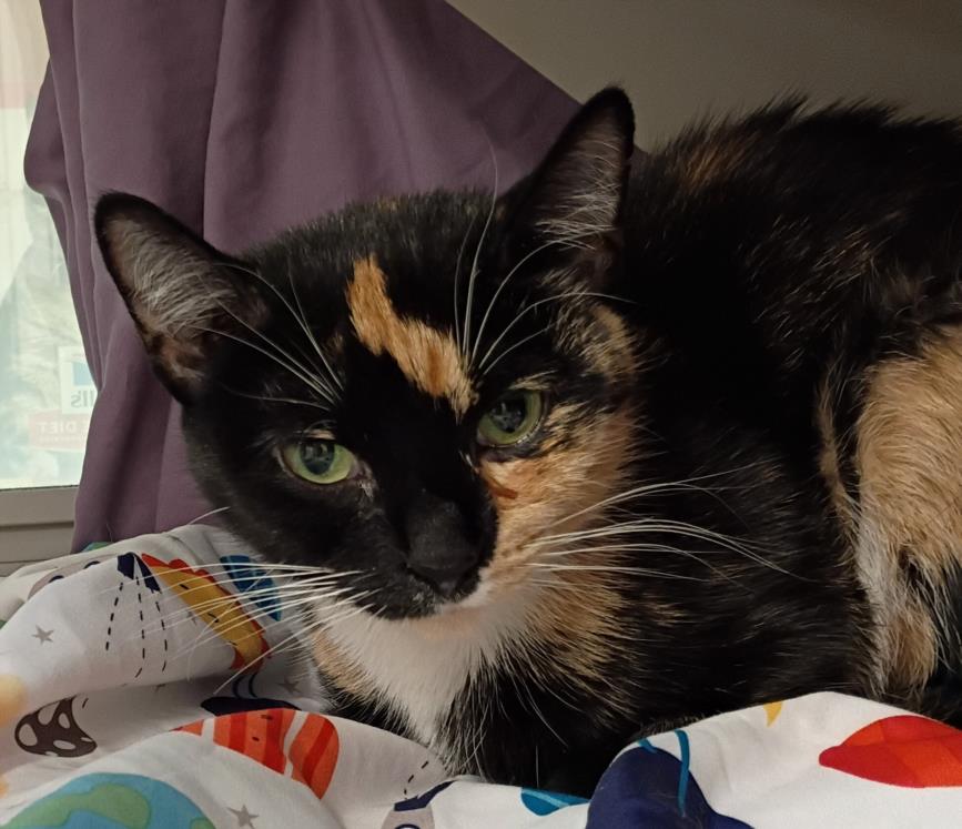 adoptable Cat in Las Vegas, NV named *MITTENS