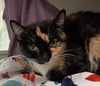 adoptable Cat in Las Vegas, NV named *MITTENS