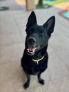 adoptable Dog in Las Vegas, NV named ENOLA