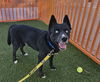 adoptable Dog in  named SHADOW