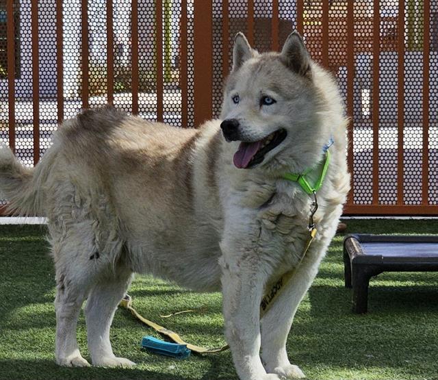 adoptable Dog in Las Vegas, NV named *LALO