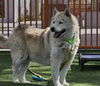 adoptable Dog in Las Vegas, NV named *LALO