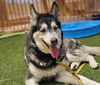 adoptable Dog in  named KAWAI