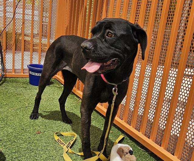 adoptable Dog in Las Vegas, NV named KATANA