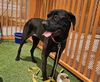adoptable Dog in Las Vegas, NV named KATANA
