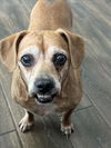 adoptable Dog in Las Vegas, NV named DALLAS