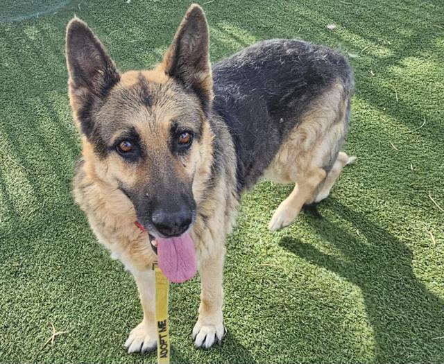 adoptable Dog in Las Vegas, NV named *MR. TOTS
