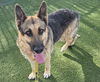 adoptable Dog in Las Vegas, NV named *MR. TOTS