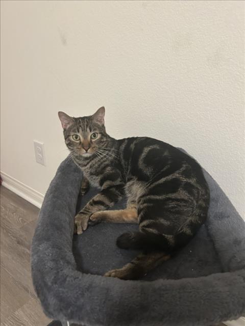 adoptable Cat in Las Vegas, NV named *URSULA