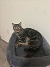 adoptable Cat in Las Vegas, NV named *URSULA