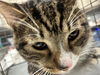 adoptable Cat in , NV named *LI SHANG