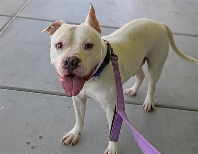 adoptable Dog in Las Vegas, NV named DAMU