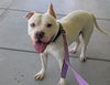 adoptable Dog in Las Vegas, NV named DAMU