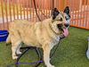 adoptable Dog in Las Vegas, NV named JAX