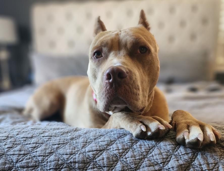 adoptable Dog in Las Vegas, NV named *CINNAMON