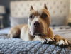 adoptable Dog in Las Vegas, NV named *CINNAMON