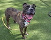 adoptable Dog in Las Vegas, NV named THOR