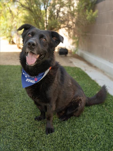 adoptable Dog in Las Vegas, NV named *WORM