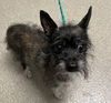 adoptable Dog in Las Vegas, NV named *BOBBIE