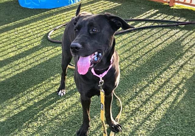 adoptable Dog in Las Vegas, NV named *SASSY