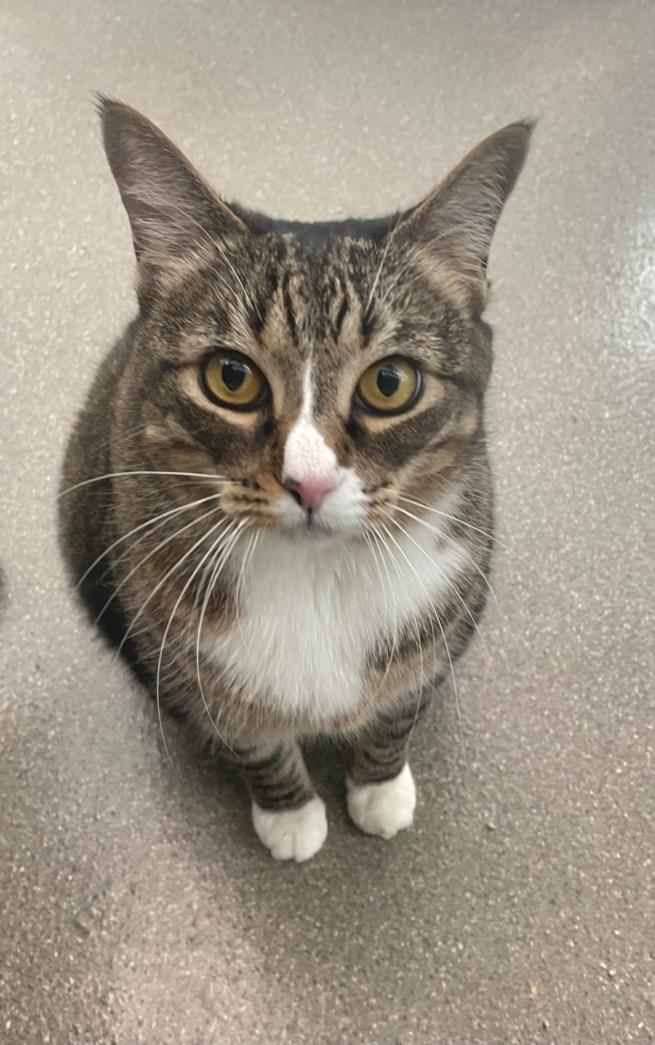 adoptable Cat in Las Vegas, NV named FOUR