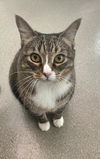 adoptable Cat in Las Vegas, NV named FOUR