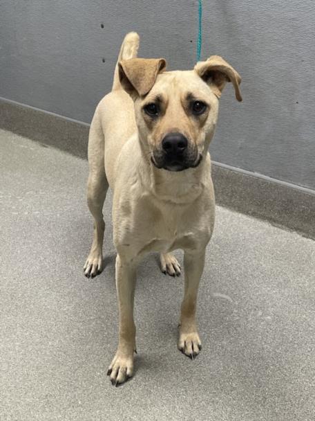 adoptable Dog in Las Vegas, NV named BELLA