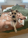 adoptable Dog in , NV named BELLA