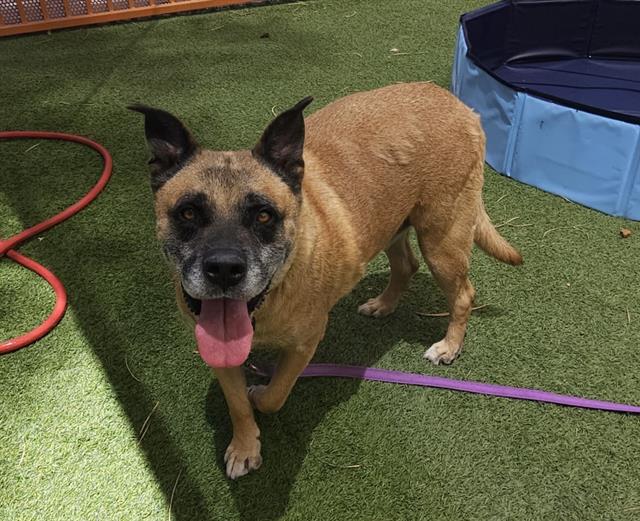 adoptable Dog in Las Vegas, NV named TERI