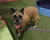 adoptable Dog in  named TERI