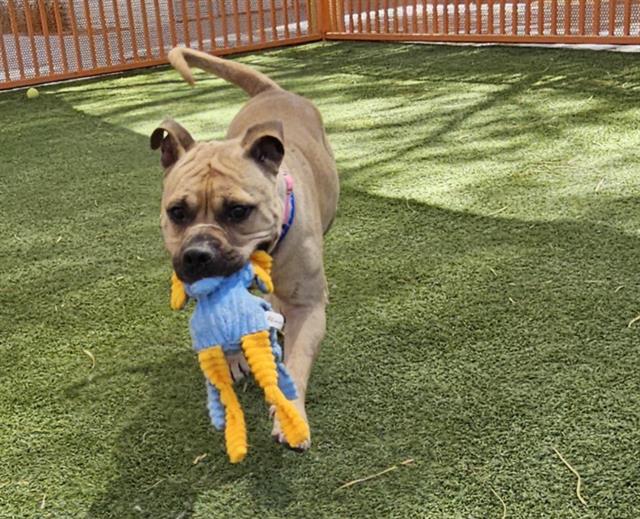 adoptable Dog in Las Vegas, NV named OHANA