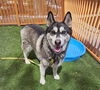 adoptable Dog in  named *LEO
