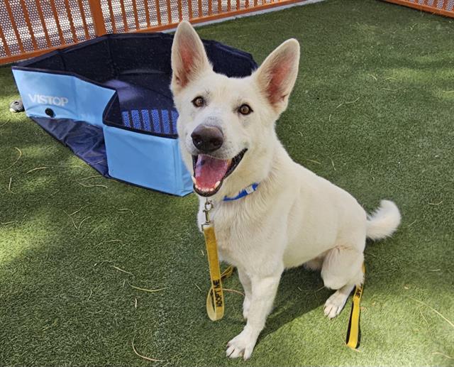 adoptable Dog in Las Vegas, NV named LOBO