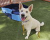 adoptable Dog in Las Vegas, NV named LOBO