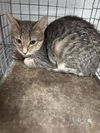 adoptable Cat in Las Vegas, NV named *SALLY