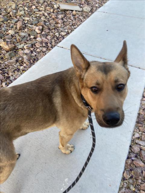 *LUKE - German Shepherd Dog available for adoption