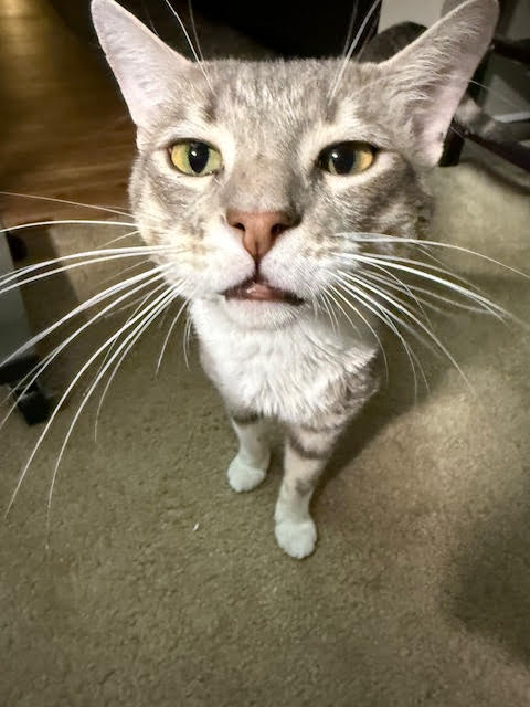 adoptable Cat in Las Vegas, NV named *VAN HELSING