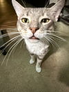 adoptable Cat in Las Vegas, NV named *VAN HELSING