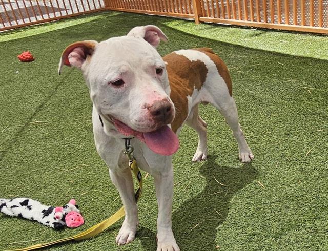 adoptable Dog in Las Vegas, NV named ACE