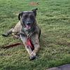 adoptable Dog in Las Vegas, NV named *LULU