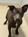 adoptable Dog in Las Vegas, NV named *FIDDLE