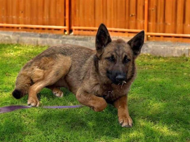 adoptable Dog in Las Vegas, NV named BIRDIE