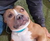 adoptable Dog in  named *CATFISH WILLY