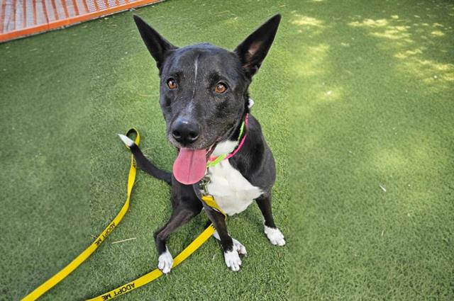 adoptable Dog in Las Vegas, NV named BAILEE